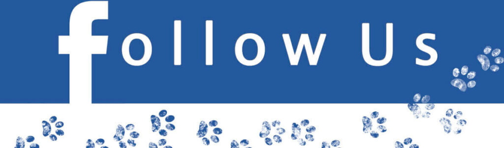 Conseguir Seguidores en Facebook